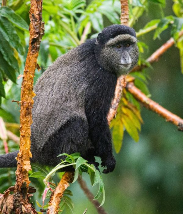 Golden-Monkey