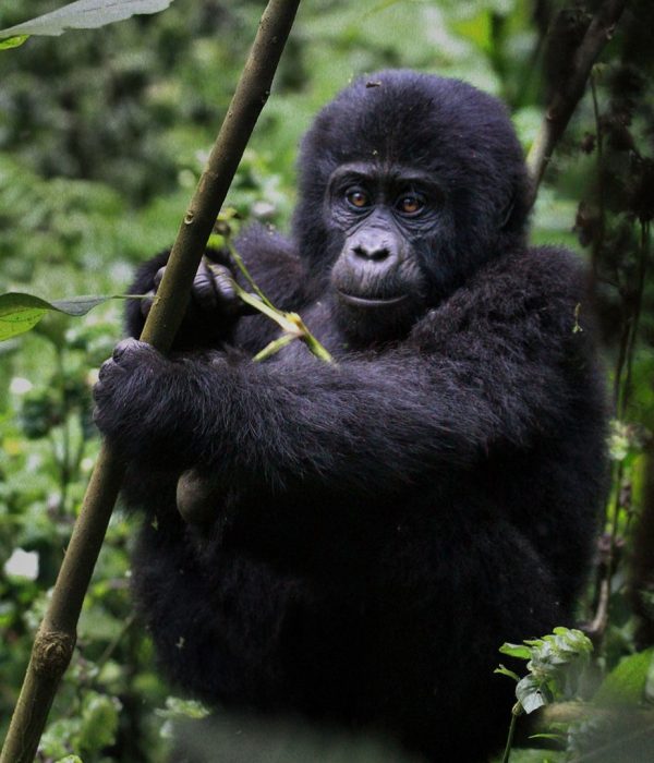 Mountain-Gorilla