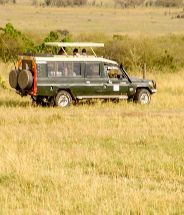 game-drive
